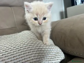 Scottish Fold cats **Last boy left** PUREBRED Scottish fold kittens - Advert 18