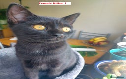 Mixed Breed cats for sale: 3 kittens for sale-mother British Shorthair  - Image 4