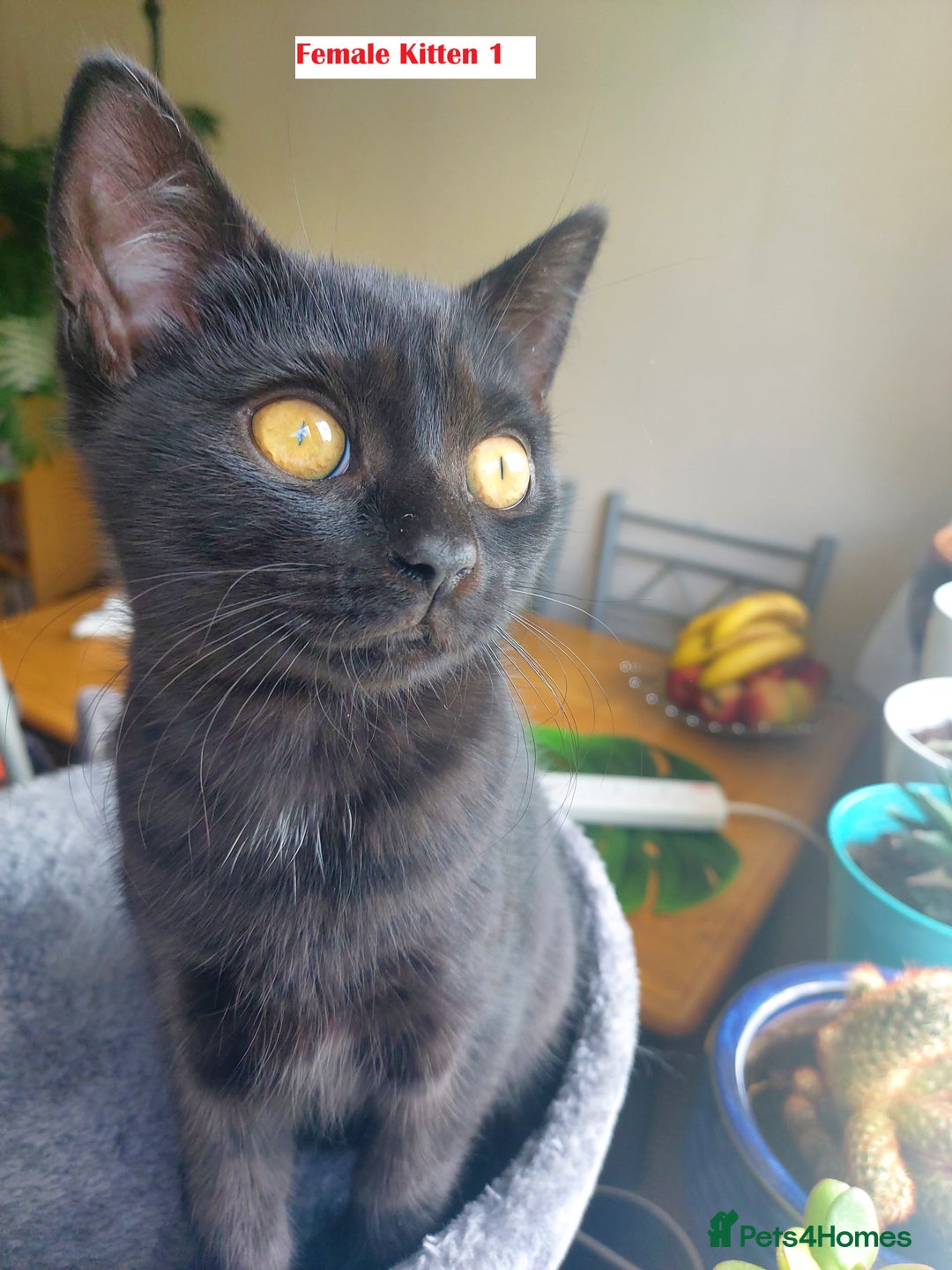 Mixed Breed cats for sale: 3 kittens for sale-mother British Shorthair  - Image 4