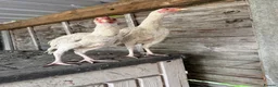 Chickens poultry for sale: Shamo Aseel hens  - Advert 2