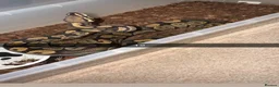 Python Snake reptiles for sale: Royal pythons  - Advert 12