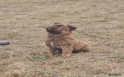 Mixed Breed dogs for sale: Chocolate frenchie X Chow carrying pink  - Image 28