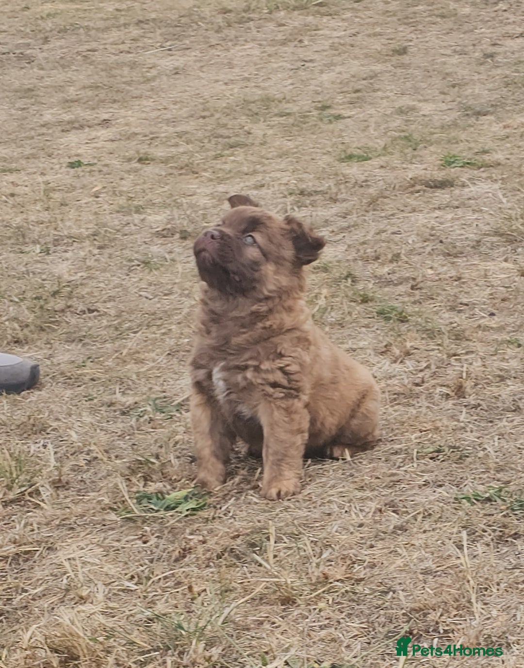 Mixed Breed dogs for sale: Chocolate frenchie X Chow carrying pink  - Image 28