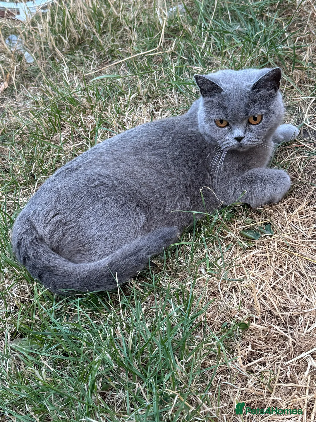 Mixed Breed cats for sale: Beautiful mixed British short hair kittens  - Advert 1