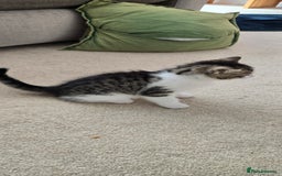Mixed Breed cats for sale: Heart-Marked & Beautiful Kittens Ready - Image 2