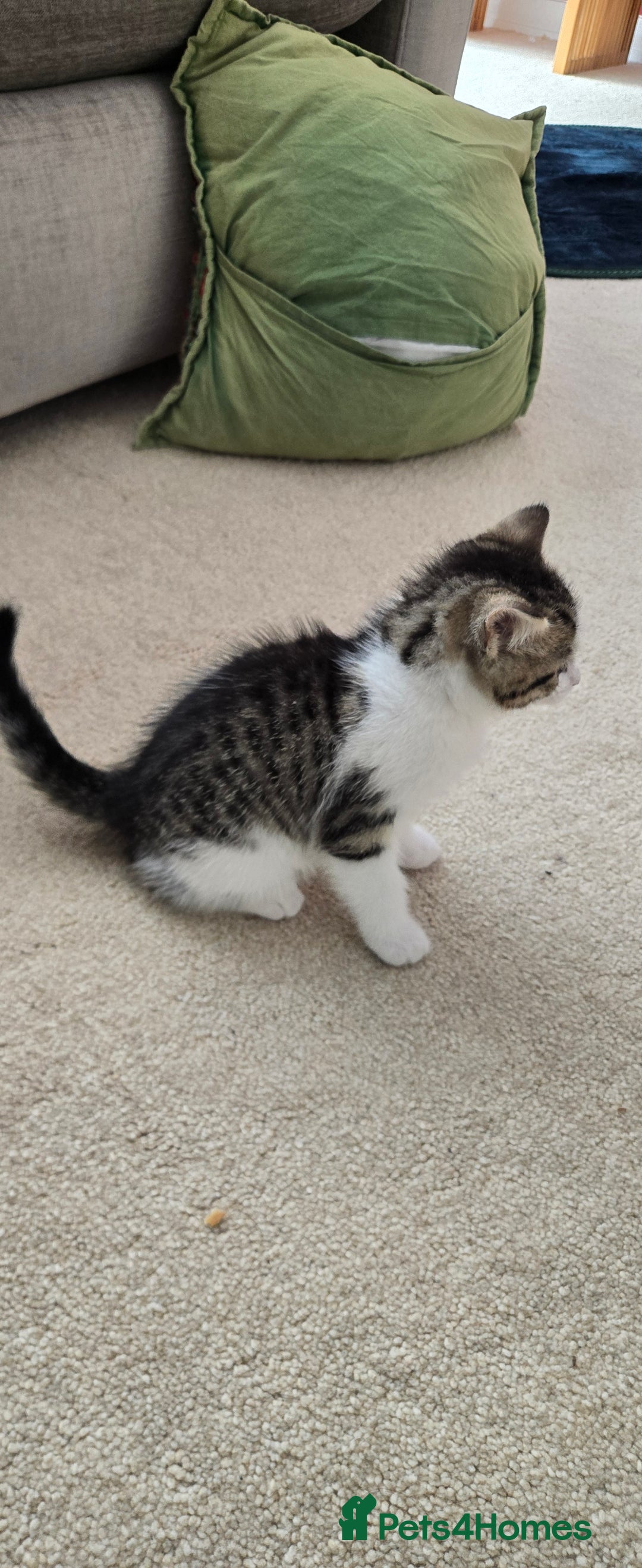 Mixed Breed cats for sale: Heart-Marked & Beautiful Kittens Ready - Image 2