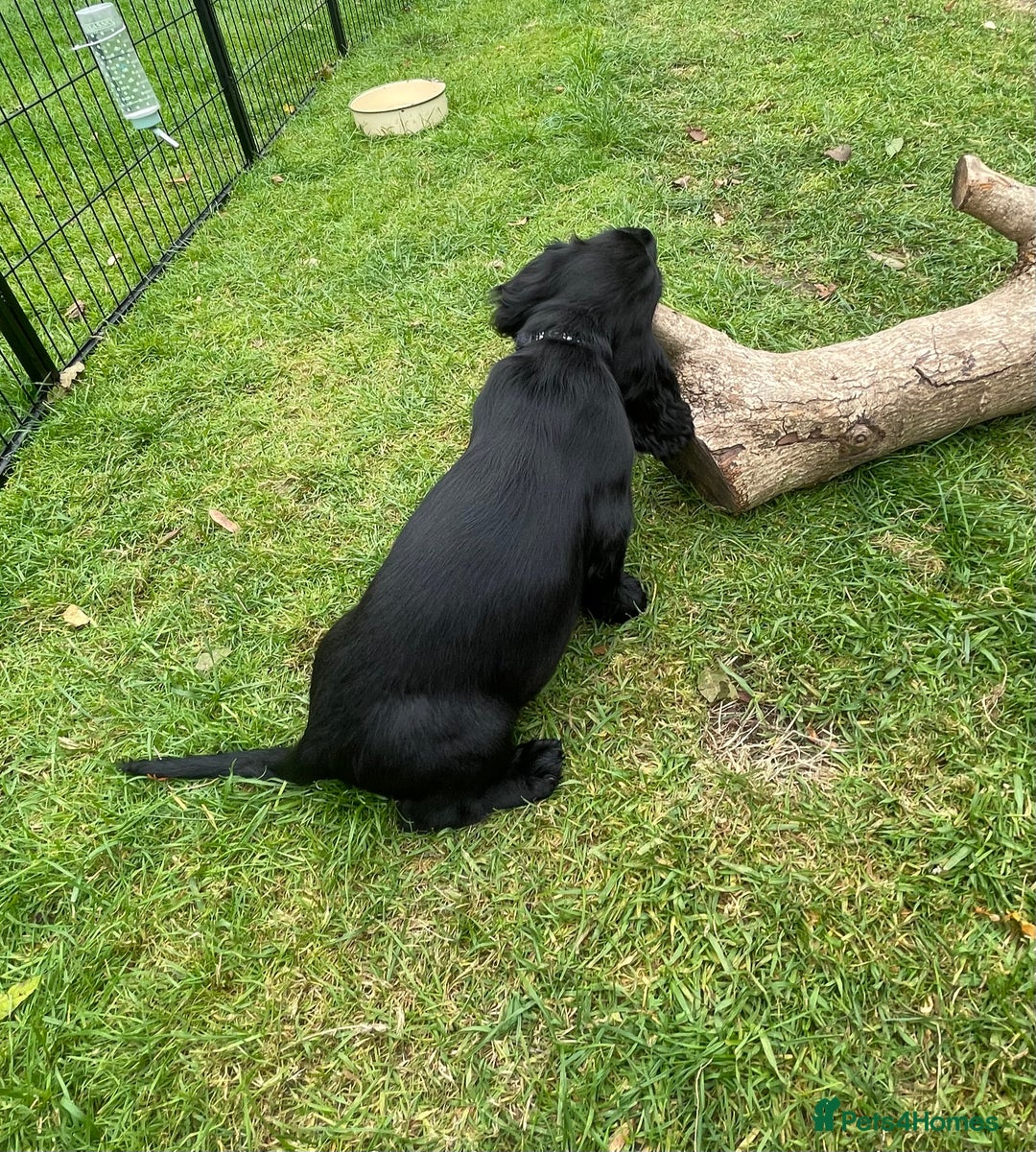 Cocker Spaniel dogs for sale: One boy and one girl - Image 6
