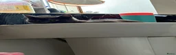 Mixed Breed cats for sale: URGENT REHOME GREY FEMALE - Advert 4