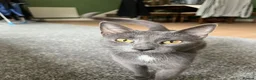 Mixed Breed cats for sale: Gray silver and tabby kittens for sale! - Advert 1