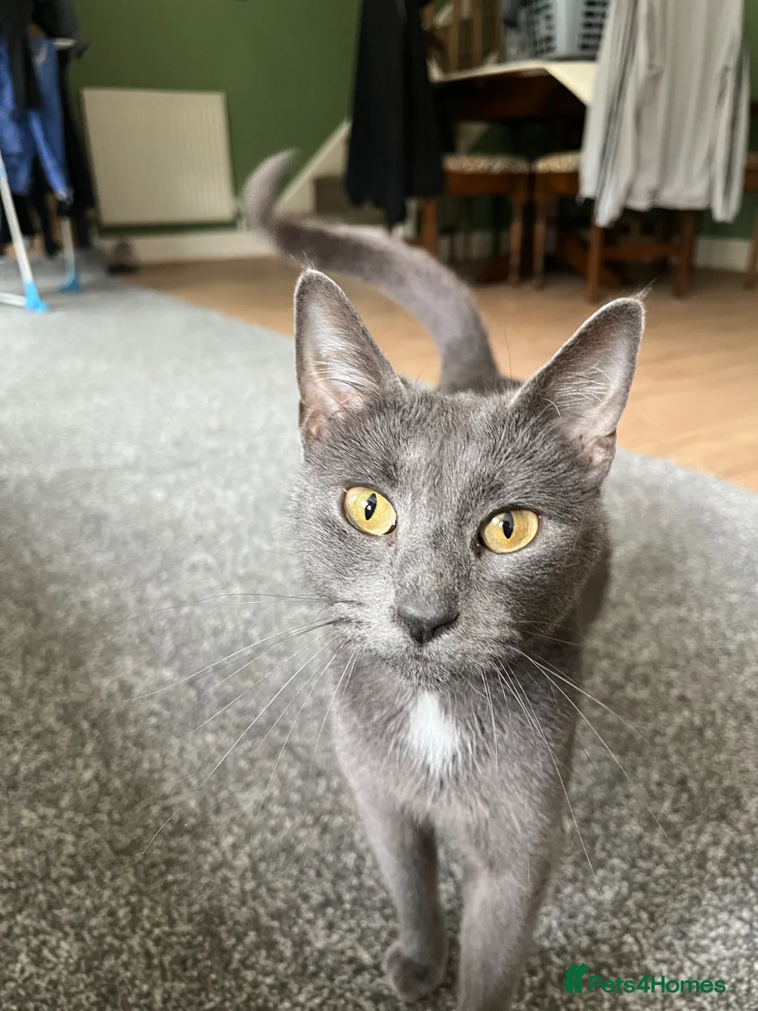 Mixed Breed cats for sale: Gray silver and tabby kittens for sale! - Advert 1