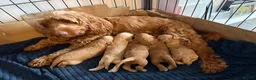 Cockapoo dogs for sale: F2 Cockapoo Female puppy  - Advert 9