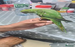 Parakeets birds for sale: Indian ringnecks babies with DNA  - Image 3