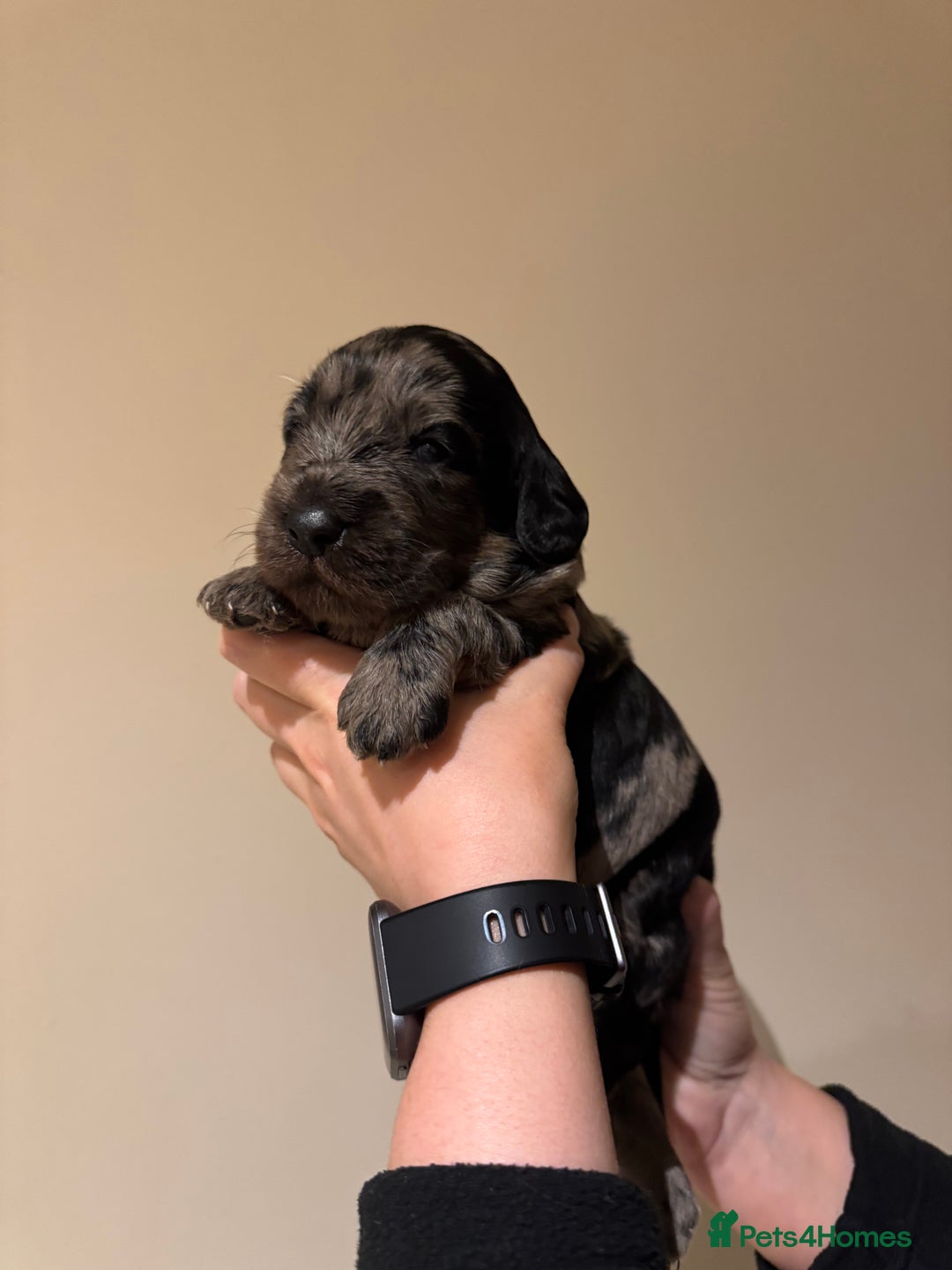 Labradoodle dogs for sale: Miniature Labradoodles - Image 9