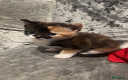 Mixed Breed cats for sale: Beautiful kittens  - Image 1