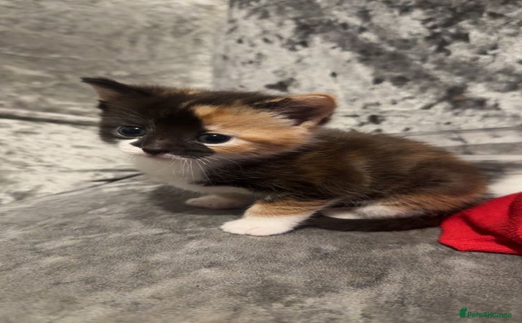 Mixed Breed cats - Advert 10