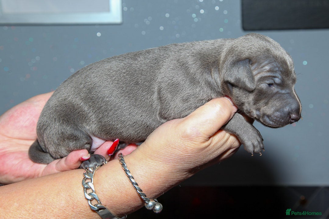 Italian Greyhound dogs for sale: 2 Stunning Italian Greyhound males left only £1800 in Norwich - Image 3