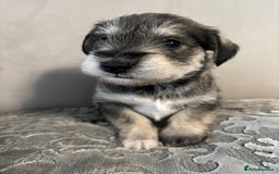 Miniature Schnauzer dogs for sale: Adorable Miniature Schnauzer Puppies KC Reg - Image 7