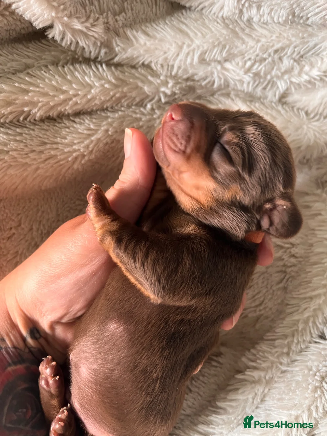 Miniature Dachshund dogs for sale: Beautiful kc miniature dachshund puppies - Advert 23