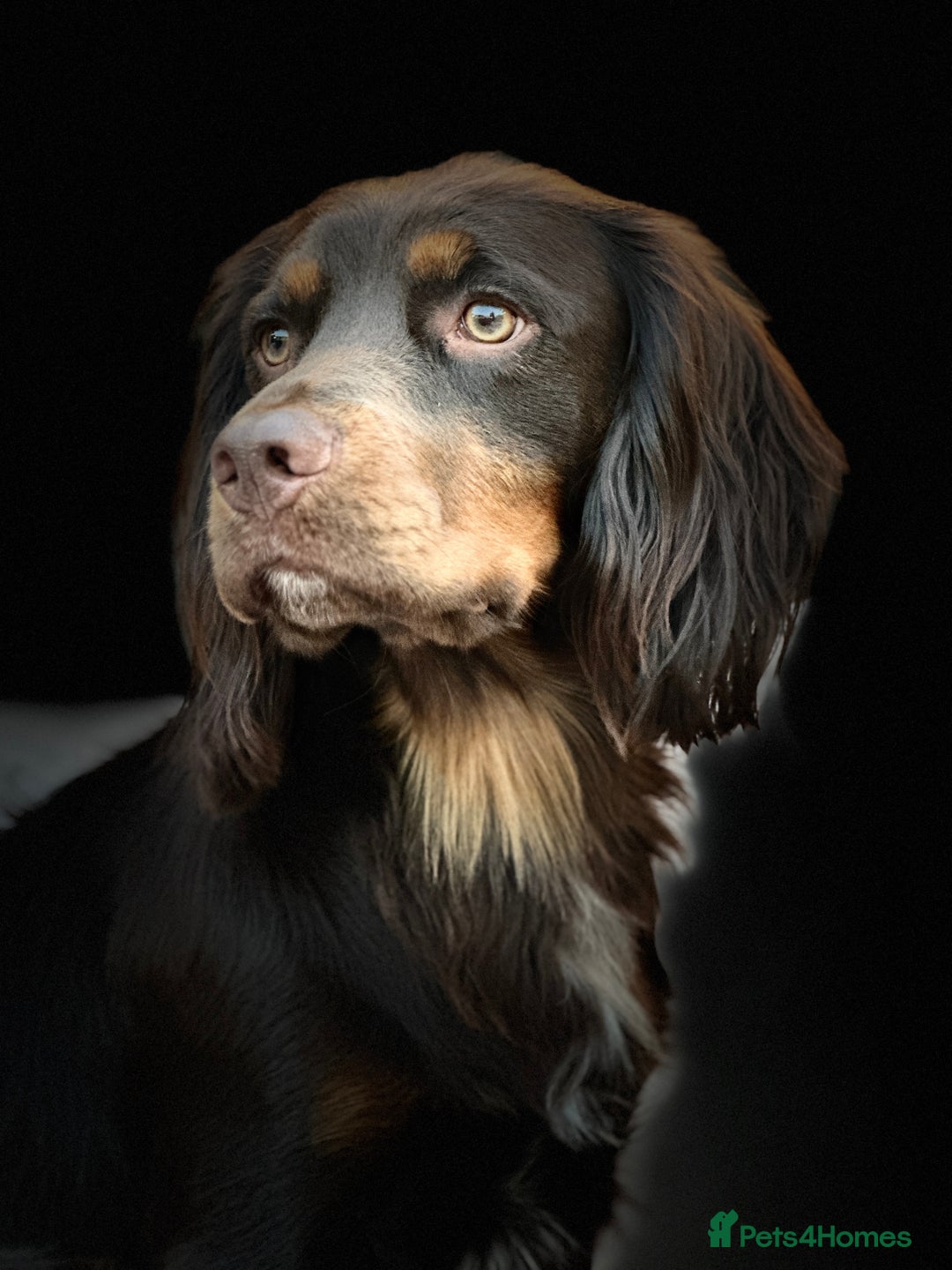 Cocker Spaniel dogs for stud: Handsome Chocolate and Tan WCS  - Image 2