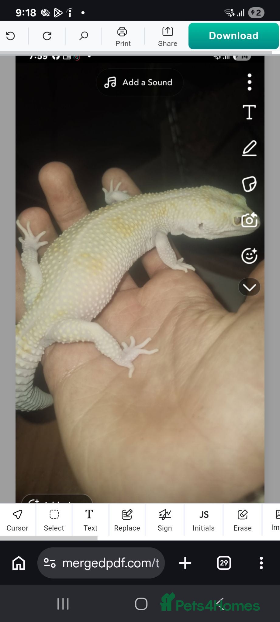 Gecko reptiles Female lepoard gecko lovely gecko  - Advert 1