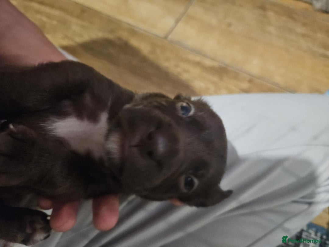 Mixed Breed dogs for sale: male spaniel x bully - Image 3