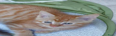Maine Coon 1