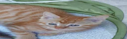 Maine Coon cats for sale: Maine Coon Cross Kittens - Advert 8