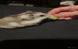 Hamster rodents for sale: Hamster for sale  - Image 2