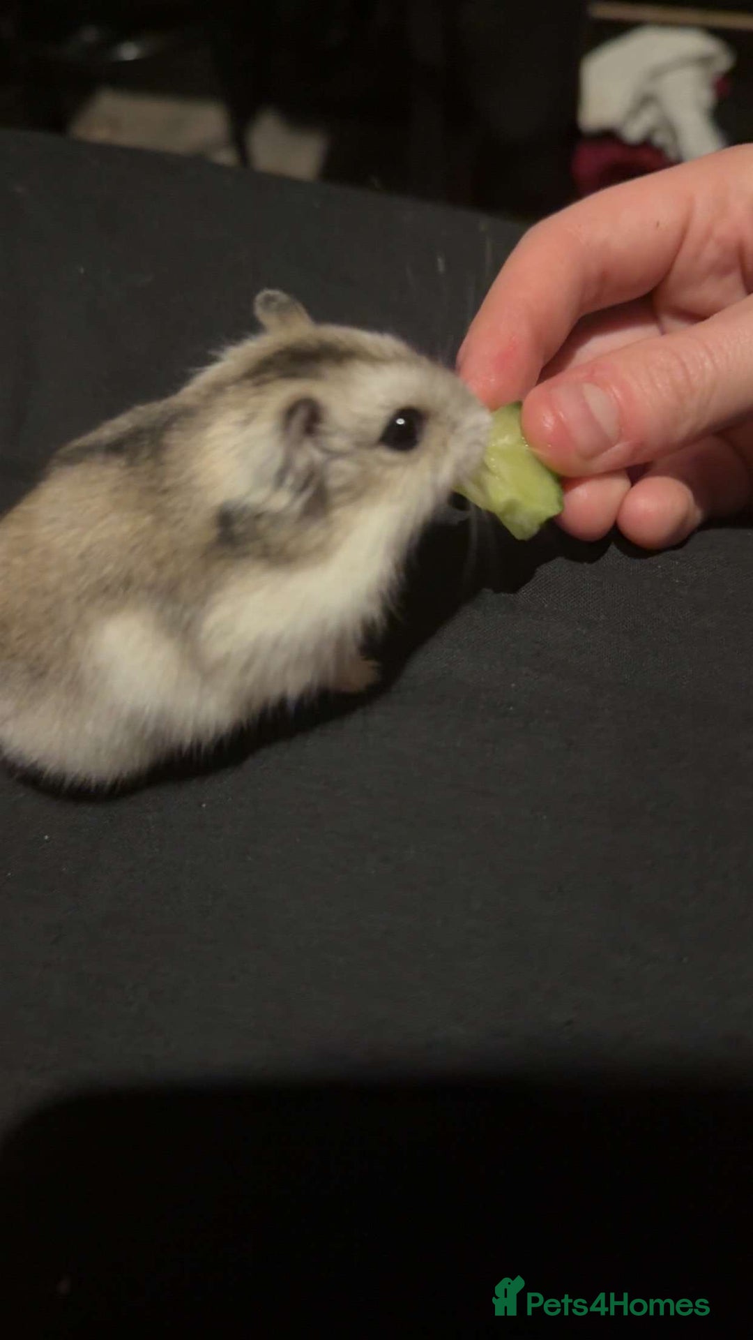 Hamster rodents for sale: Hamster for sale  - Image 2