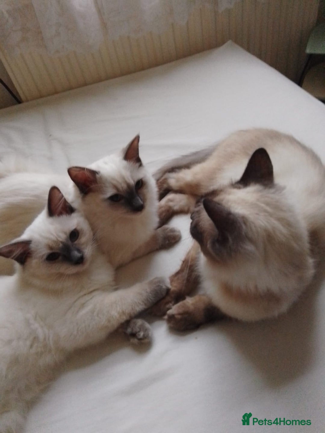 Ragdoll cats for sale: 3 Gorgeous Ragdoll Kittens - Image 5