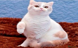 British Shorthair cats for sale: Exceptional British Shorthair Kittens, GCCF& TICA  - Image 10