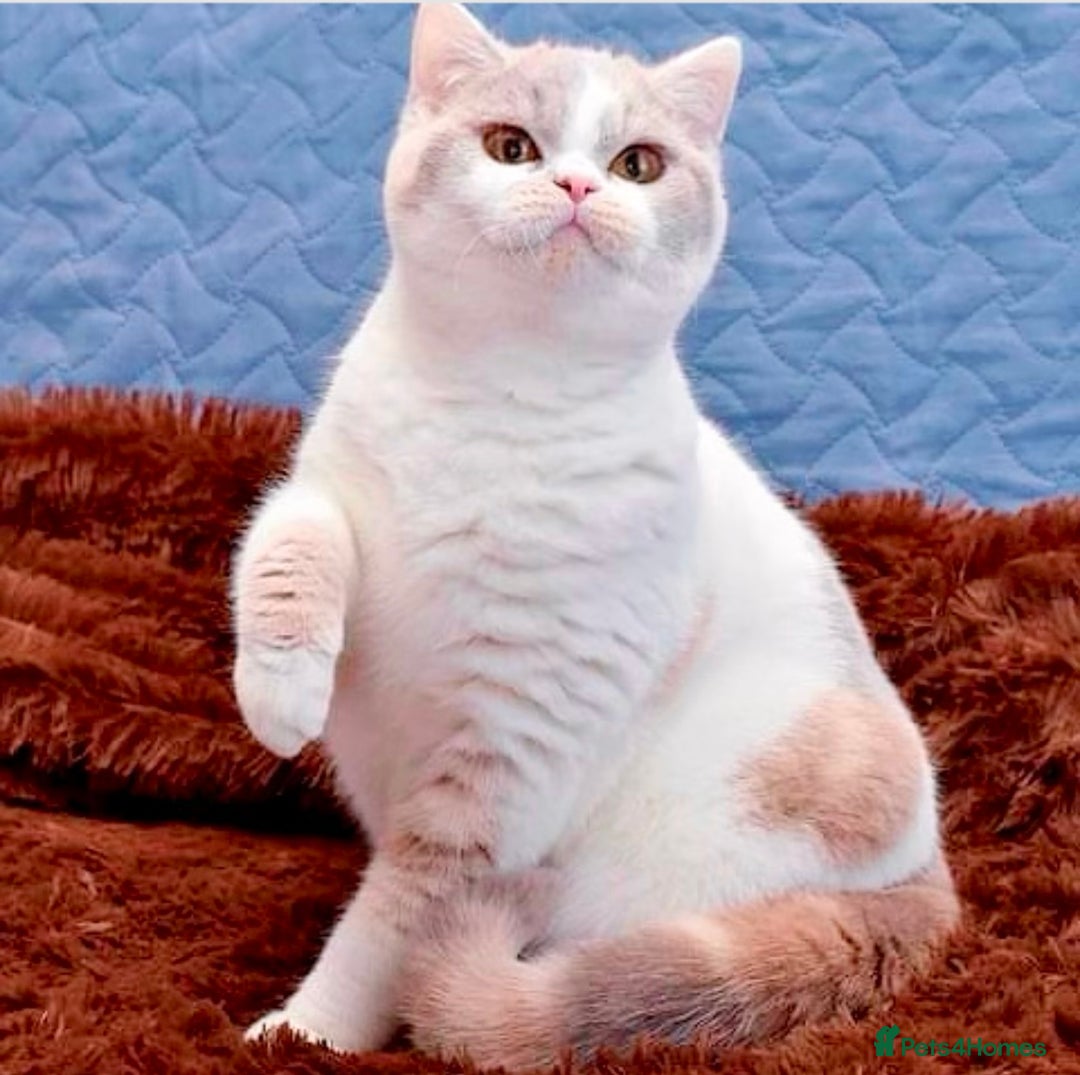 British Shorthair cats for sale: Exceptional British Shorthair Kittens, GCCF& TICA  - Image 10