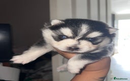 Pomsky dogs for sale: Pomsky puppies - Image 20