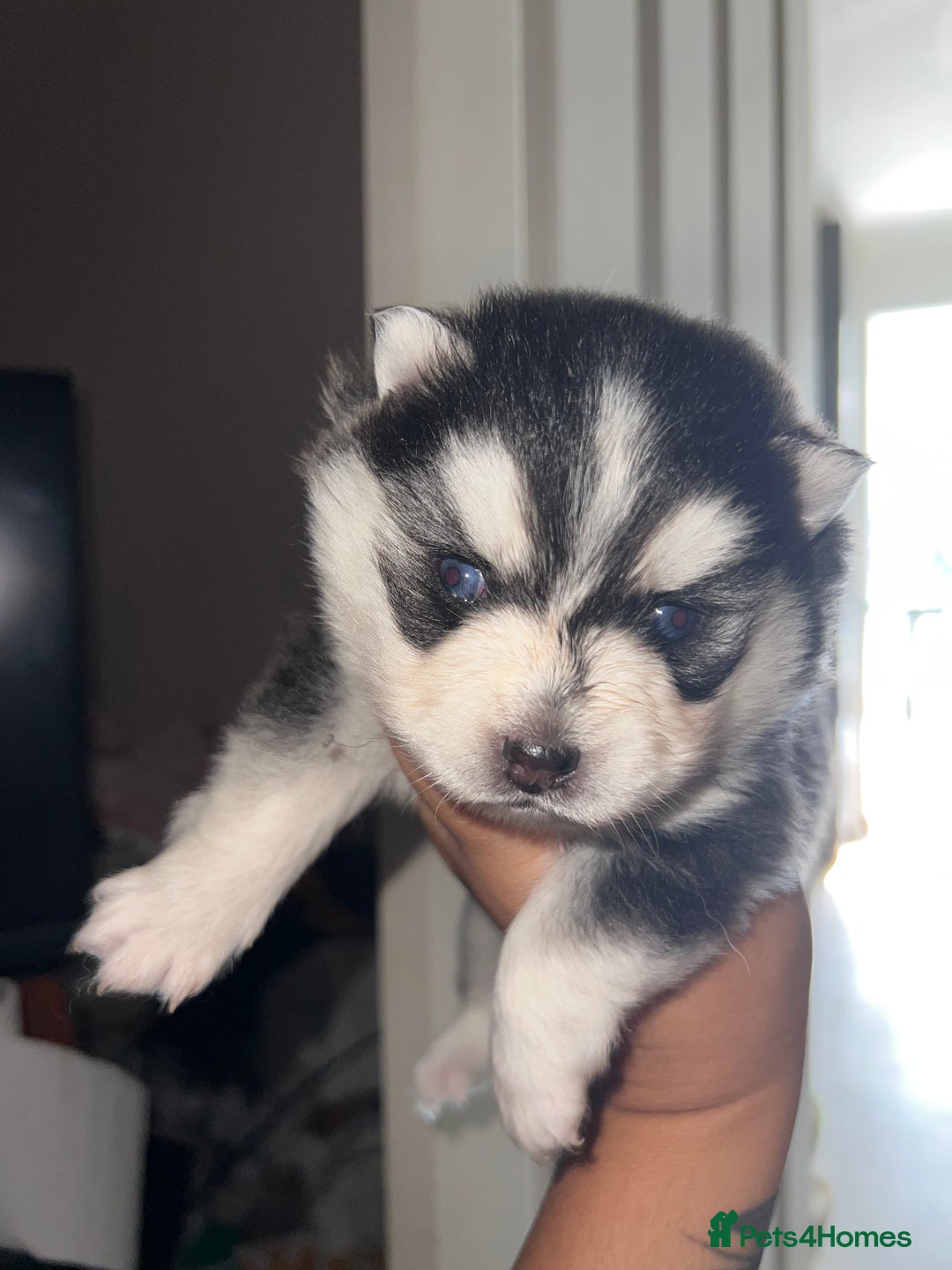 Pomsky dogs for sale: Pomsky puppies - Image 20