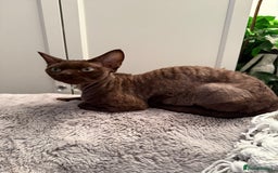 Devon Rex cats for sale: Chocolate Devon Female - Image 16