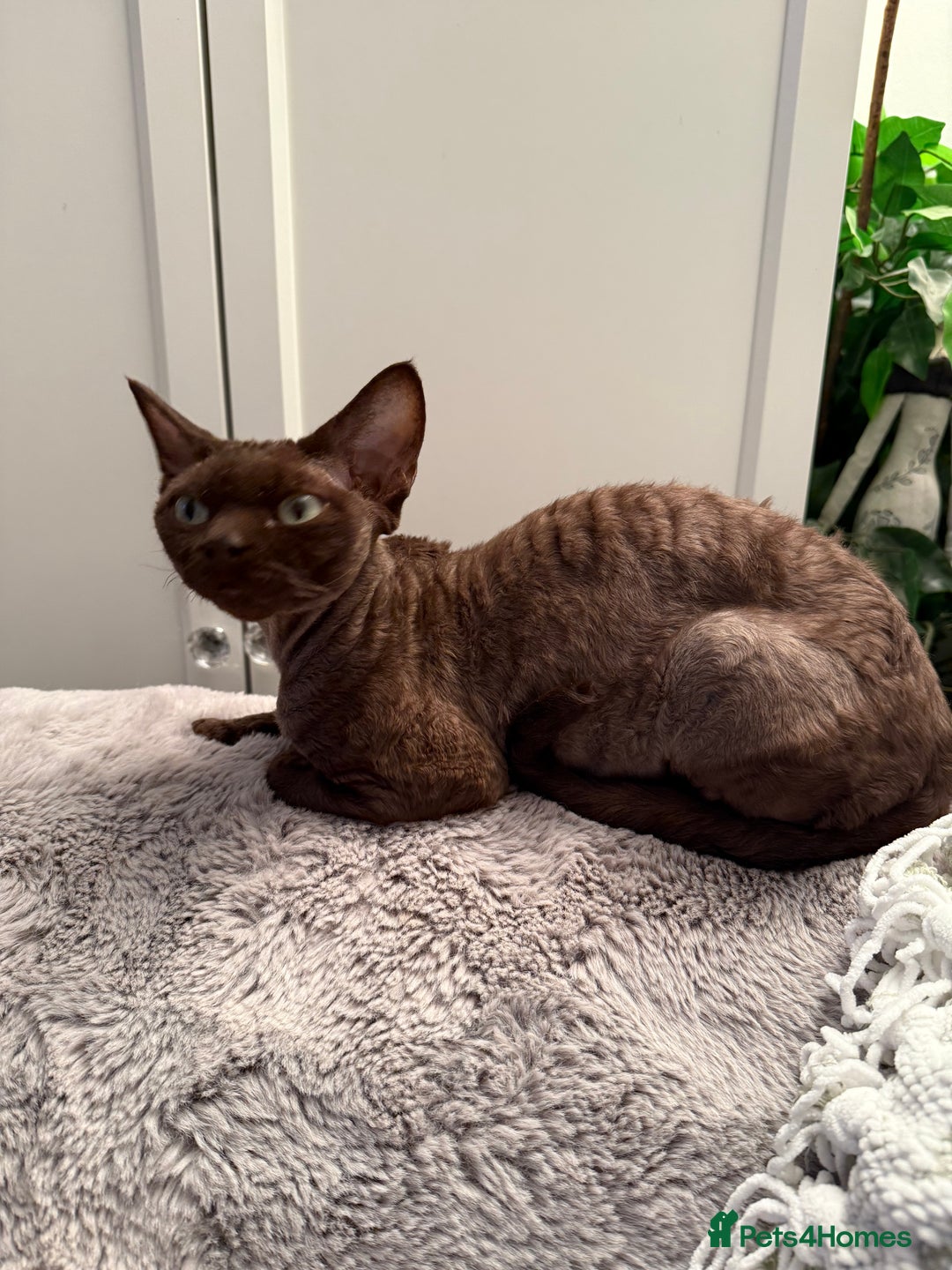 Devon Rex cats for sale: Chocolate Devon Female - Image 16
