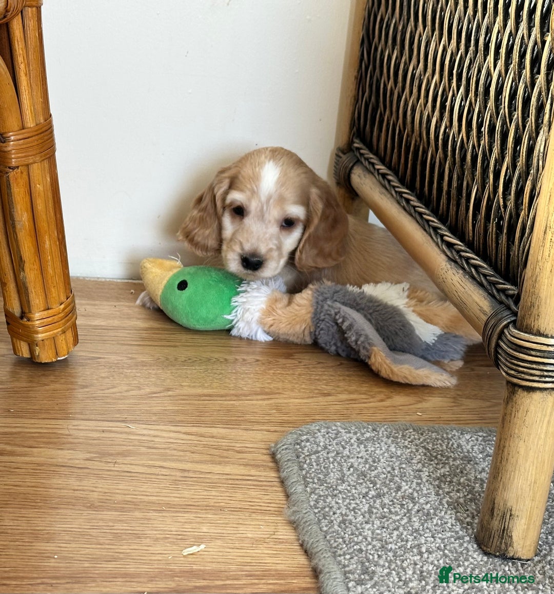Cocker Spaniel dogs for sale: Beautiful gold cocker puppies - Image 3