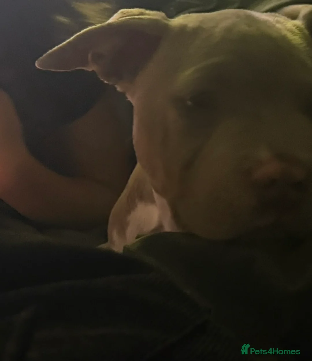 Mixed Breed dogs for sale: Mabel Female Pocket Bully - Advert 11