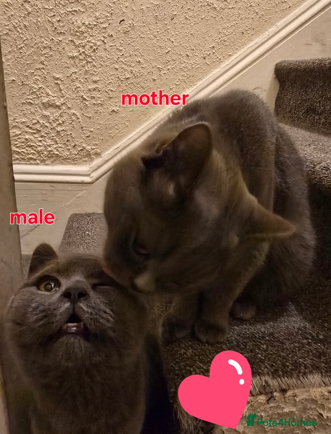 British Shorthair cats for sale: Adorable British Shorthair Kittens - Advert 6