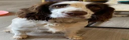 English Springer Spaniel dogs for sale: English springer spaniel puppies for sale in Derby - Advert 7
