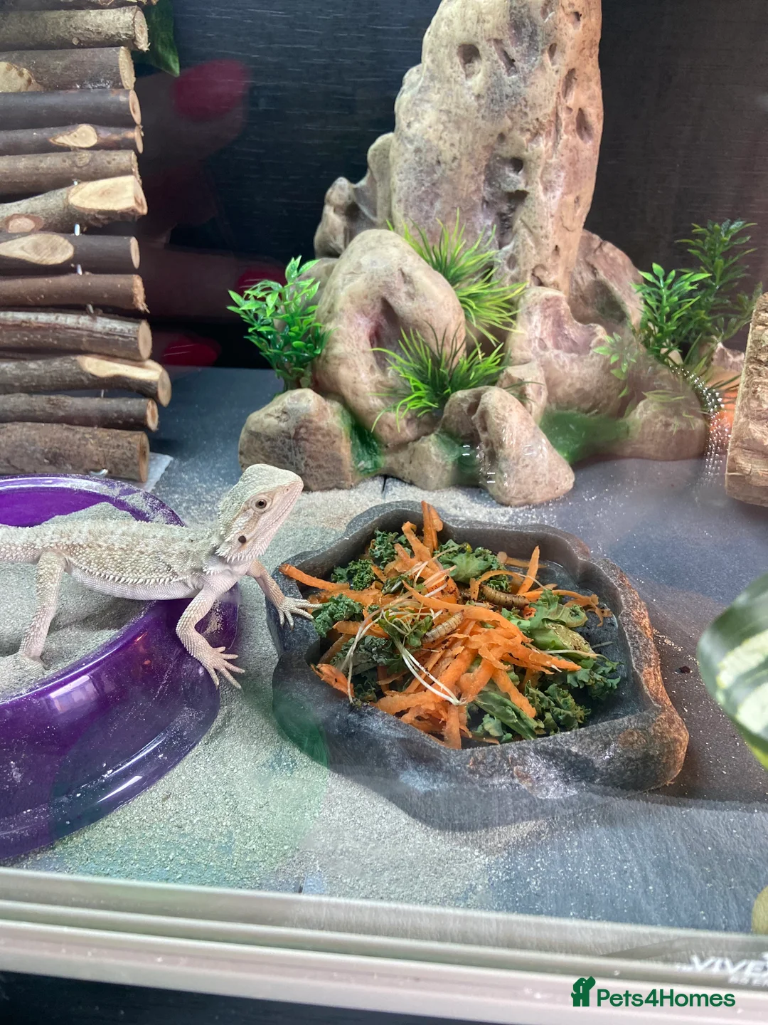 Bearded Dragon reptiles for sale: Gorgeous bearded dragon.  - Advert 19