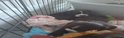 Sprocker dogs for sale: Sprocker pups - Advert 20