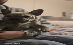 French Bulldog dogs for sale: GOLDEN French Bulldog  - Image 20
