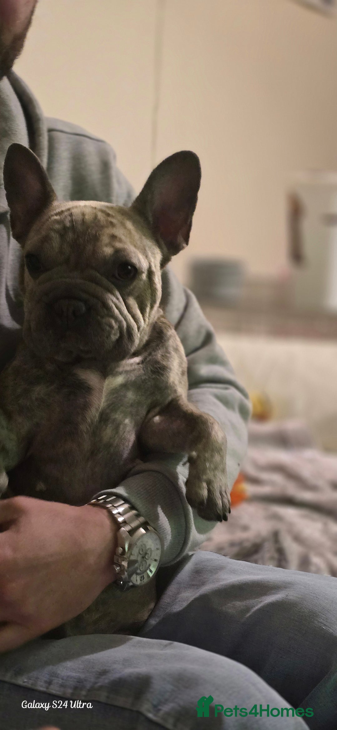 French Bulldog dogs for sale: GOLDEN French Bulldog  - Image 20