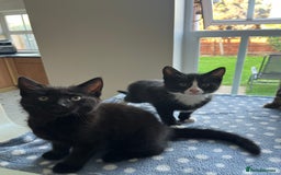 Mixed Breed cats for sale: 4 x Beautiful Adorable Kittens *Ready Now* - Image 22