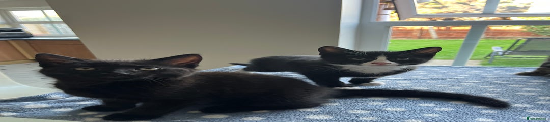 Female Black/dark brown