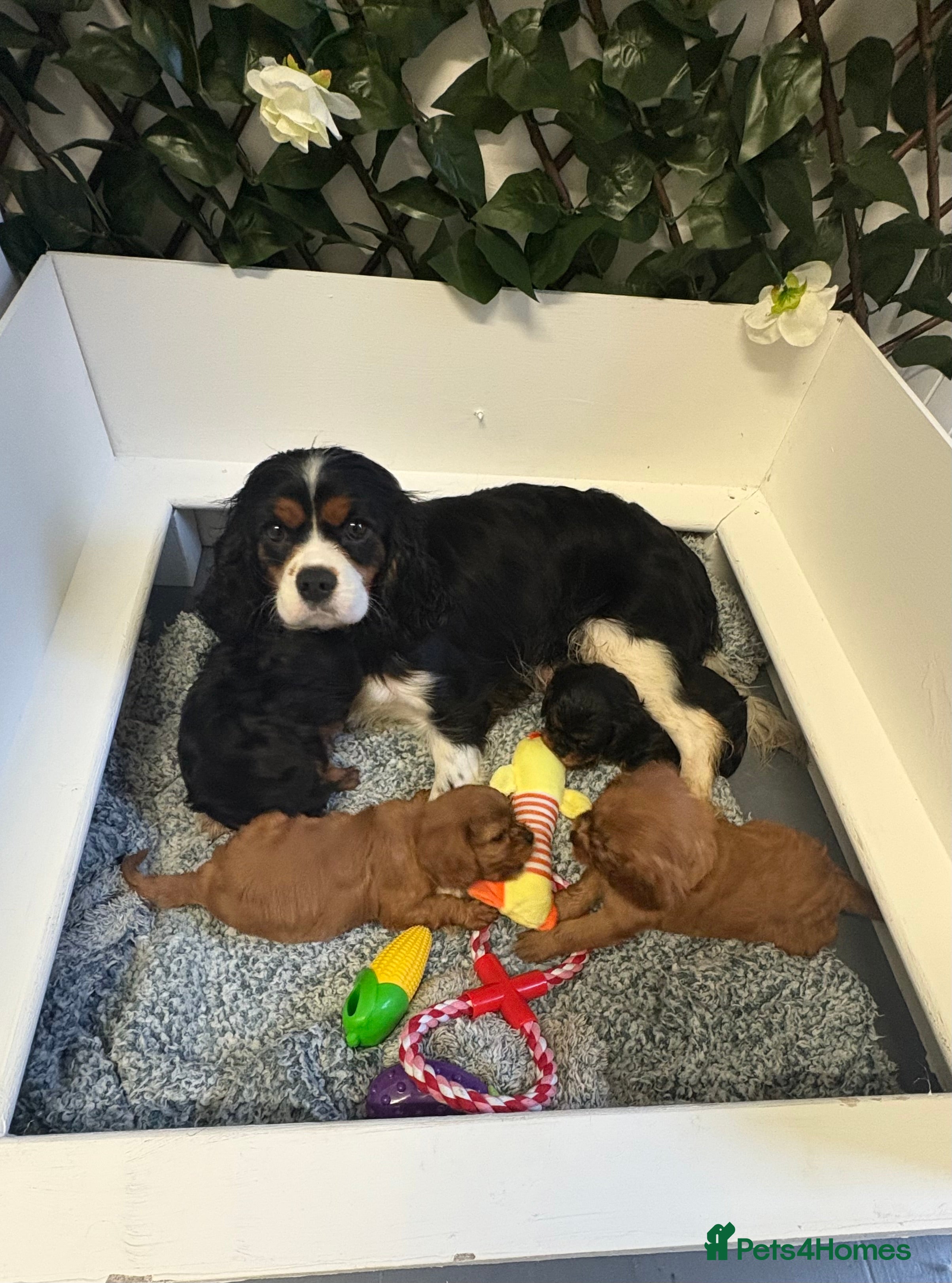 Cavalier King Charles Spaniel dogs KC King Charles Cavalier Puppies for sale  - Advert 1