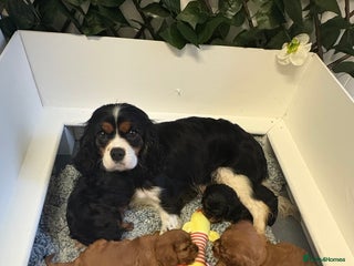 Cavalier King Charles Spaniel dogs KC King Charles Cavalier Puppies for sale - Advert 4