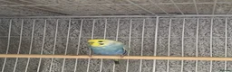 Budgerigars birds for sale: 2 budgies  - Advert 2