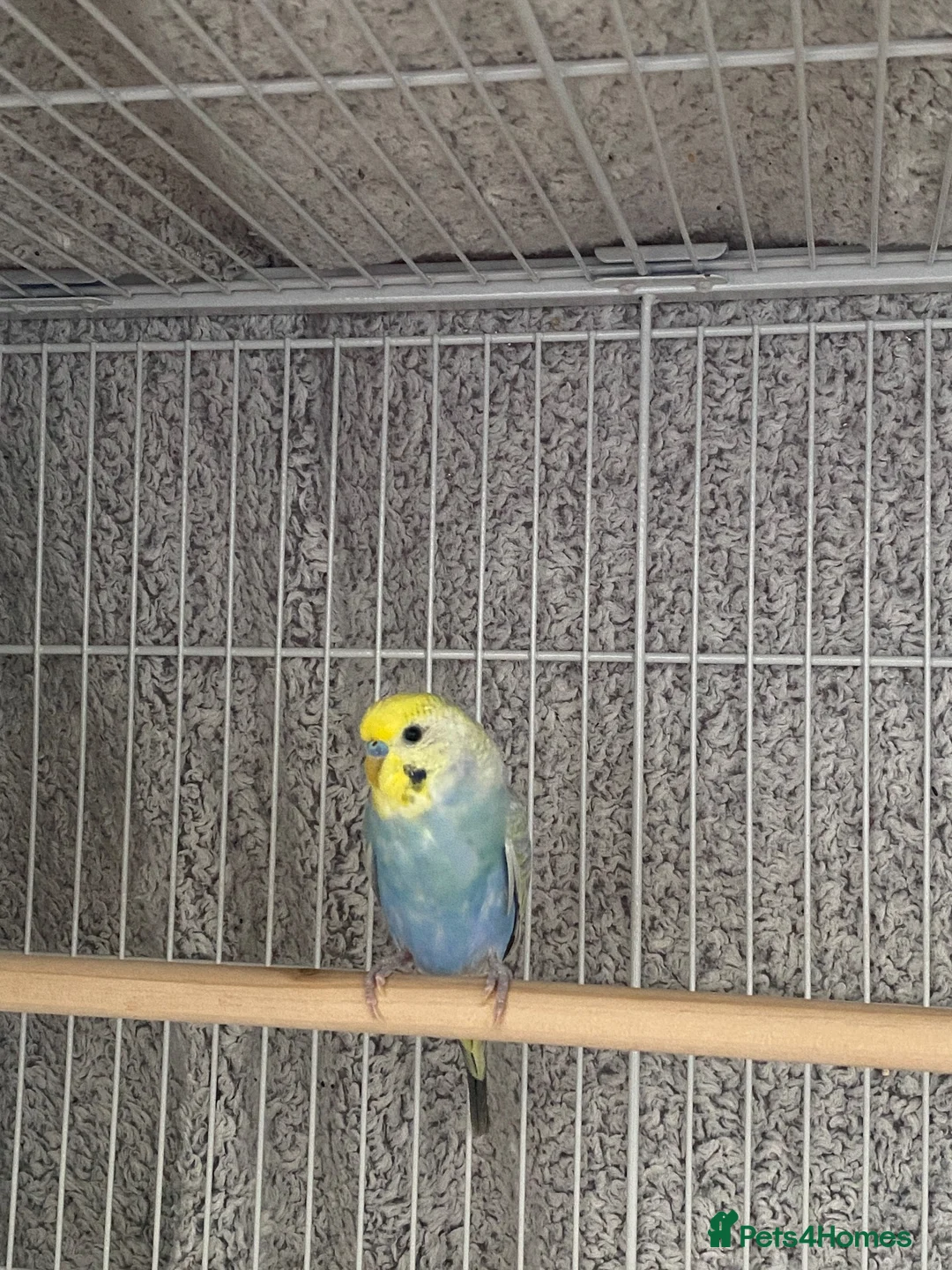 Budgerigars birds for sale: 2 budgies  - Advert 2
